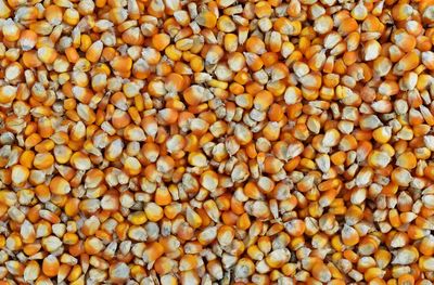 Full frame shot of wheat