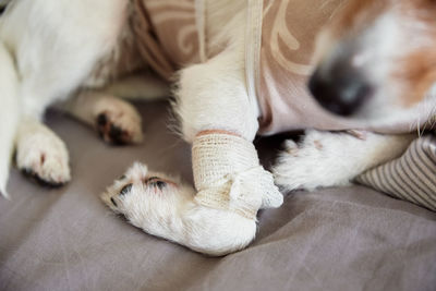 Dog with a bandage on his paw. pet care