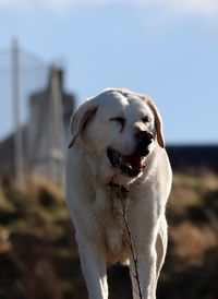 Close-up of dog against sky