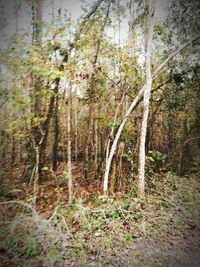 View of trees in forest