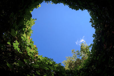 Low angle view of trees against clear sky