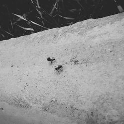 Close-up of insect on wall