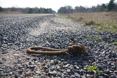 Close-up of lizard on land