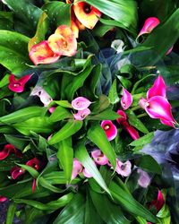 Close-up of pink flowers