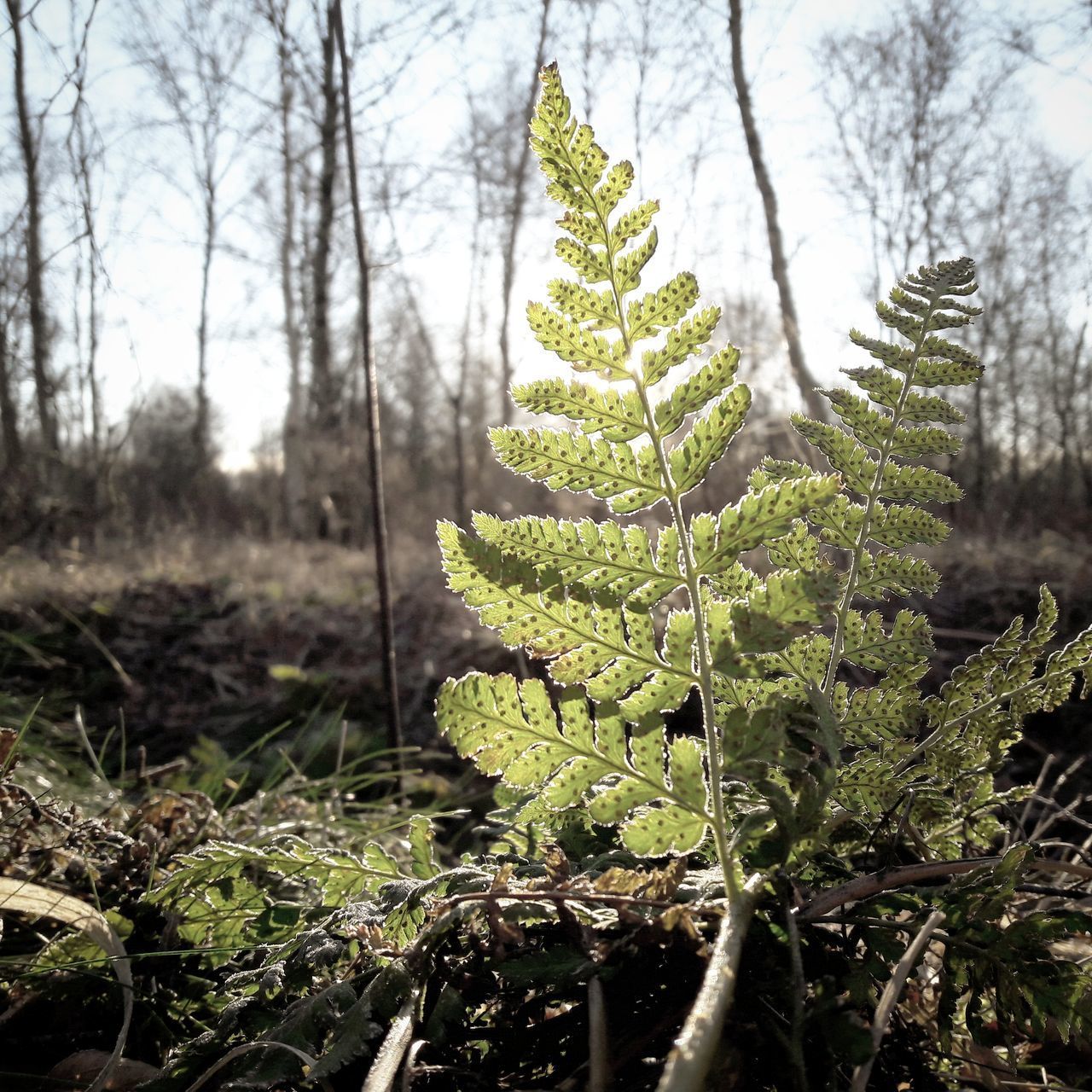 CLOSE-UP OF FERN LEAVES ON TREE