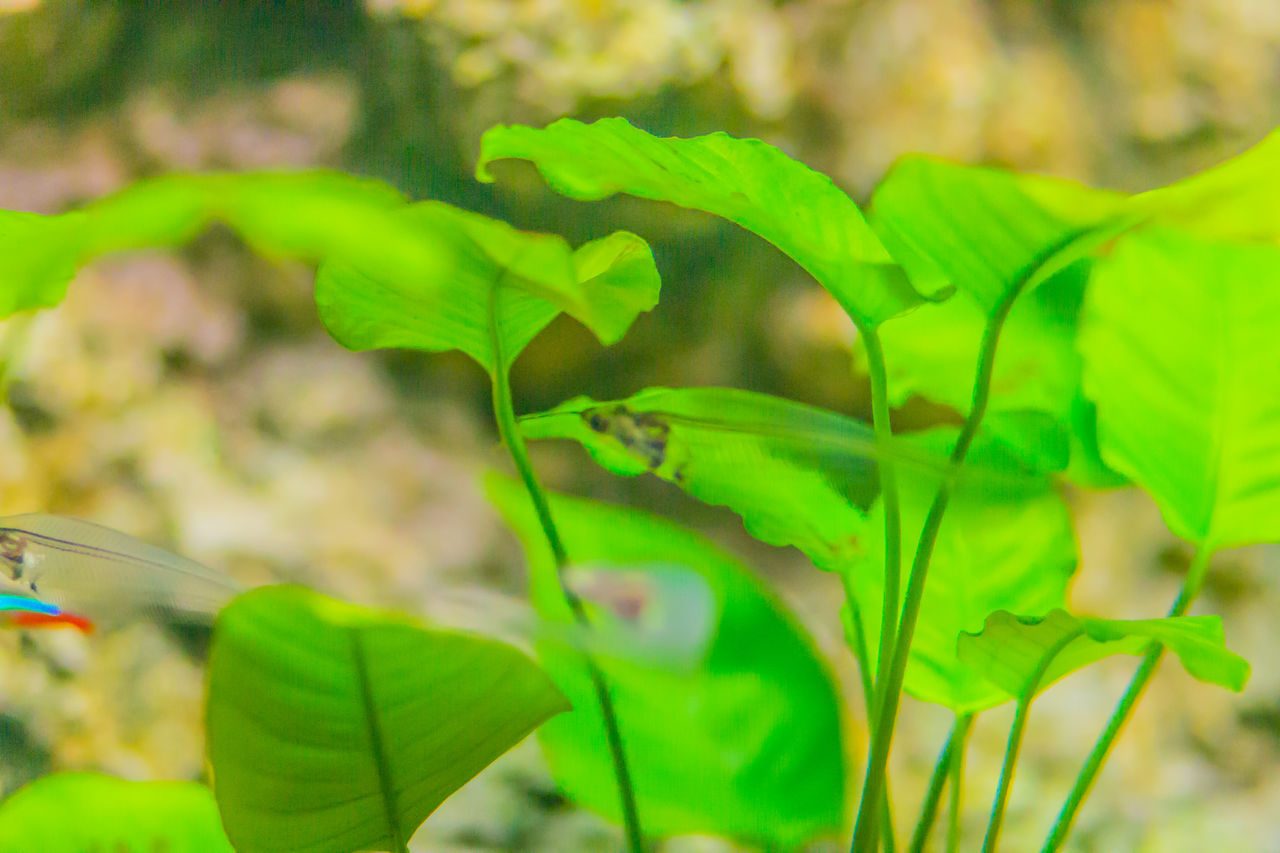 CLOSE-UP PORTRAIT OF GREEN LEAVES