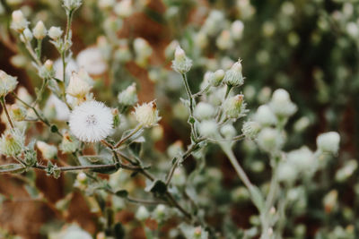 Close-up of white flowering plants on field