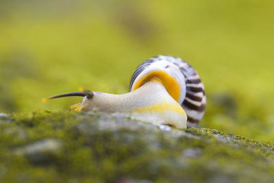 Close-up of snail on land