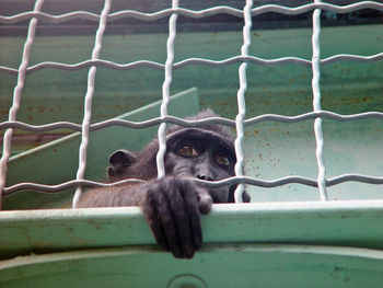Low angle view of monkey in cage