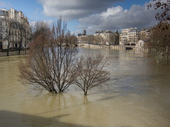 Bare trees by river in city during winter