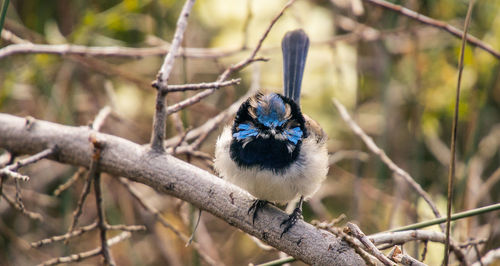 Close-up of bird perching on branch