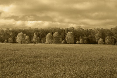 Scenic view of field against sky