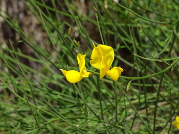 Close-up of yellow crocus blooming outdoors