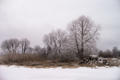 Bare trees against sky during winter