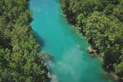 High angle view of lake along lush foliage