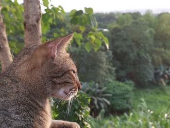 Close-up of cat against plants