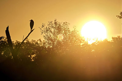 Silhouette birds perching on tree against sky during sunset