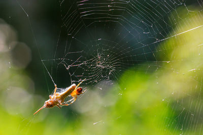 The spider has caught a locust grasshopper in its round radial web.