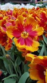 Close-up of yellow flowers blooming outdoors