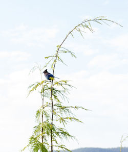 Low angle view of bird perching on tree against sky