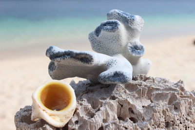 Close-up of shells on rock at beach