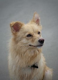 Close-up of a dog looking away