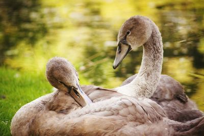 Close-up of swan in water