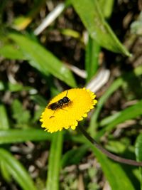 Close-up of bee on yellow flower