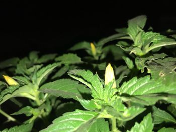 Close-up of fresh green plant against black background