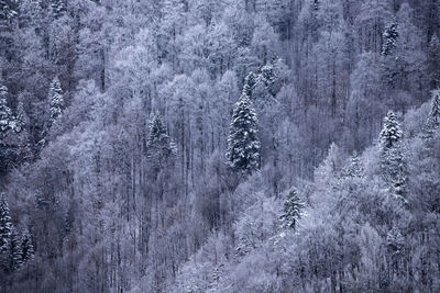 Pine trees in forest during winter