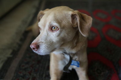 Close-up of dog looking away