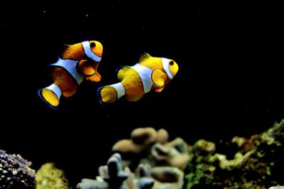 Close-up of fish swimming in aquarium