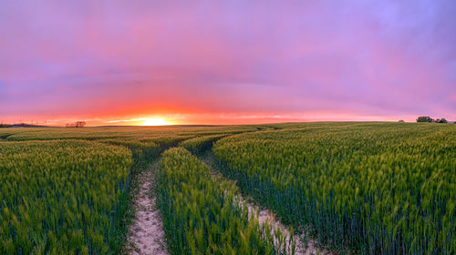 Scenic view of agricultural field against sky during sunset