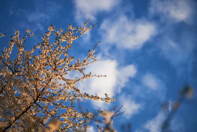 Low angle view of tree against sky