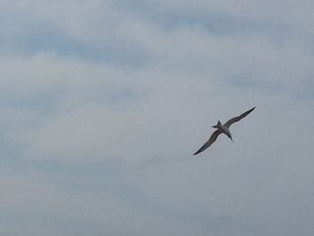 Low angle view of bird flying in sky