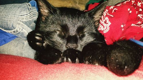 Close-up of cat sleeping on bed