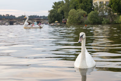 A swan swimming on the vltava river with a swan boat in the background. 