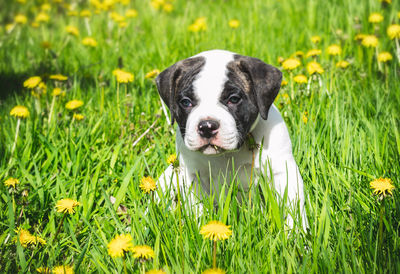 Puppy american bulldog for a walk in the park.