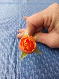 Close-up of hand holding orange flower