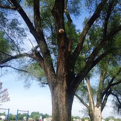 Low angle view of trees