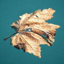 Close-up of dry leaf against blue background