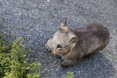 High angle view of dog