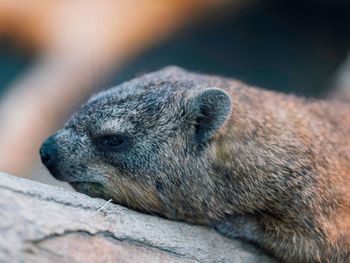 Close-up of an animal sleeping