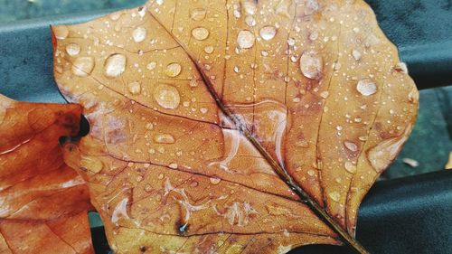 Close-up of wet leaves during autumn