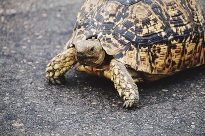 Close-up of tortoise on road