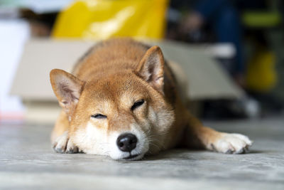 Close-up portrait of a dog