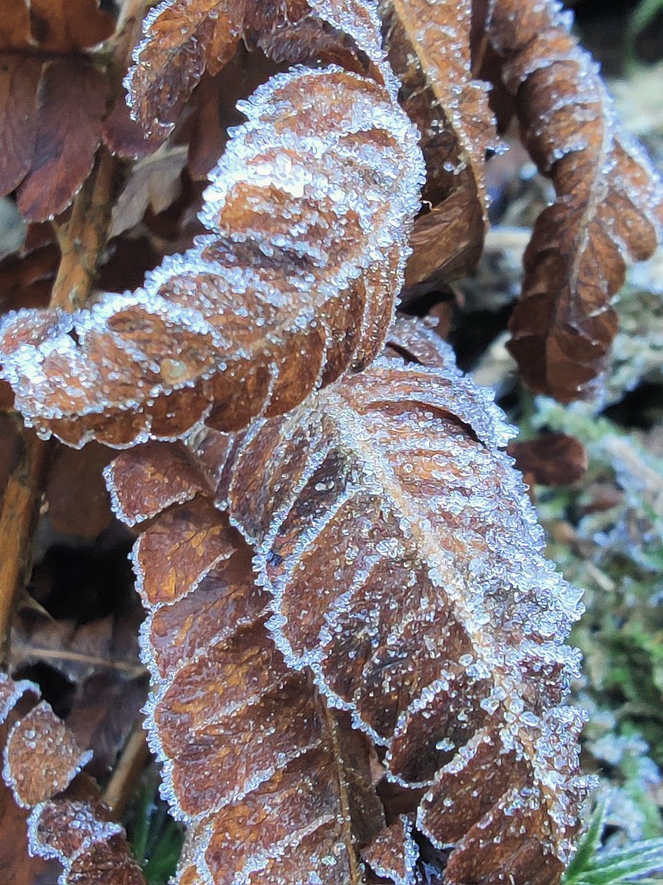 CLOSE-UP OF FROST ON LEAVES