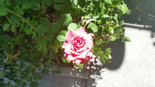 Close-up of pink rose blooming outdoors