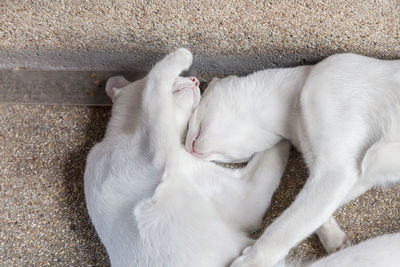 High angle view of cat sleeping