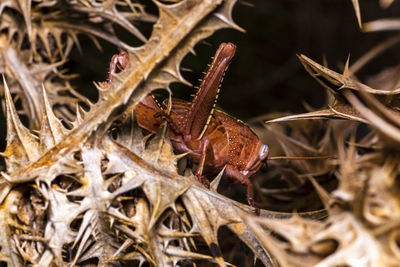Close-up of dry leaves